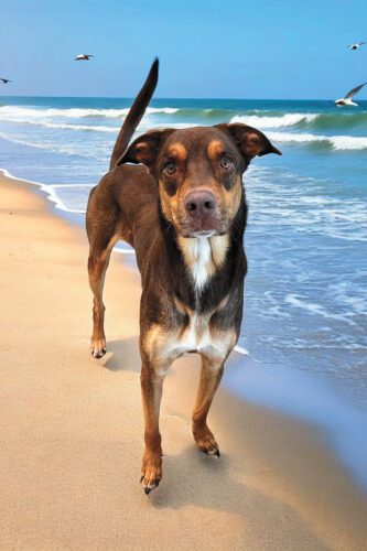 Cape Coral Animal Shelter: Looking for a loving home